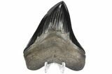 Serrated, Fossil Megalodon Tooth - Georgia #86270-1